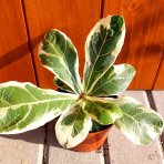 Fikus lýrovitý (Ficus lyrata) ‘VARIEGATA’ - výška 5-10 cm, kont. C1L
